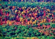 Red Orange Yellow Green Trees